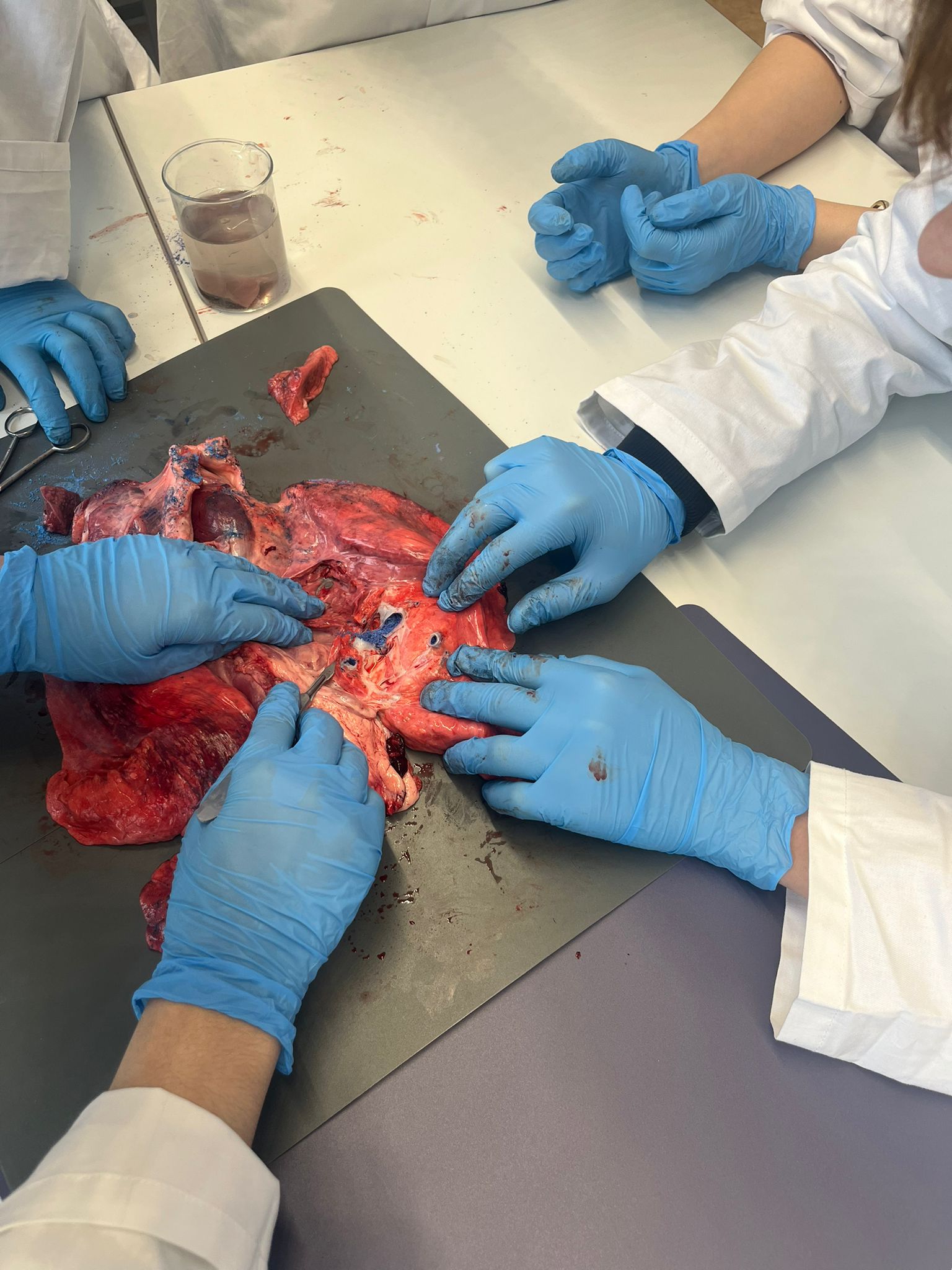 MINT-EC Camp zur Humanbiologie