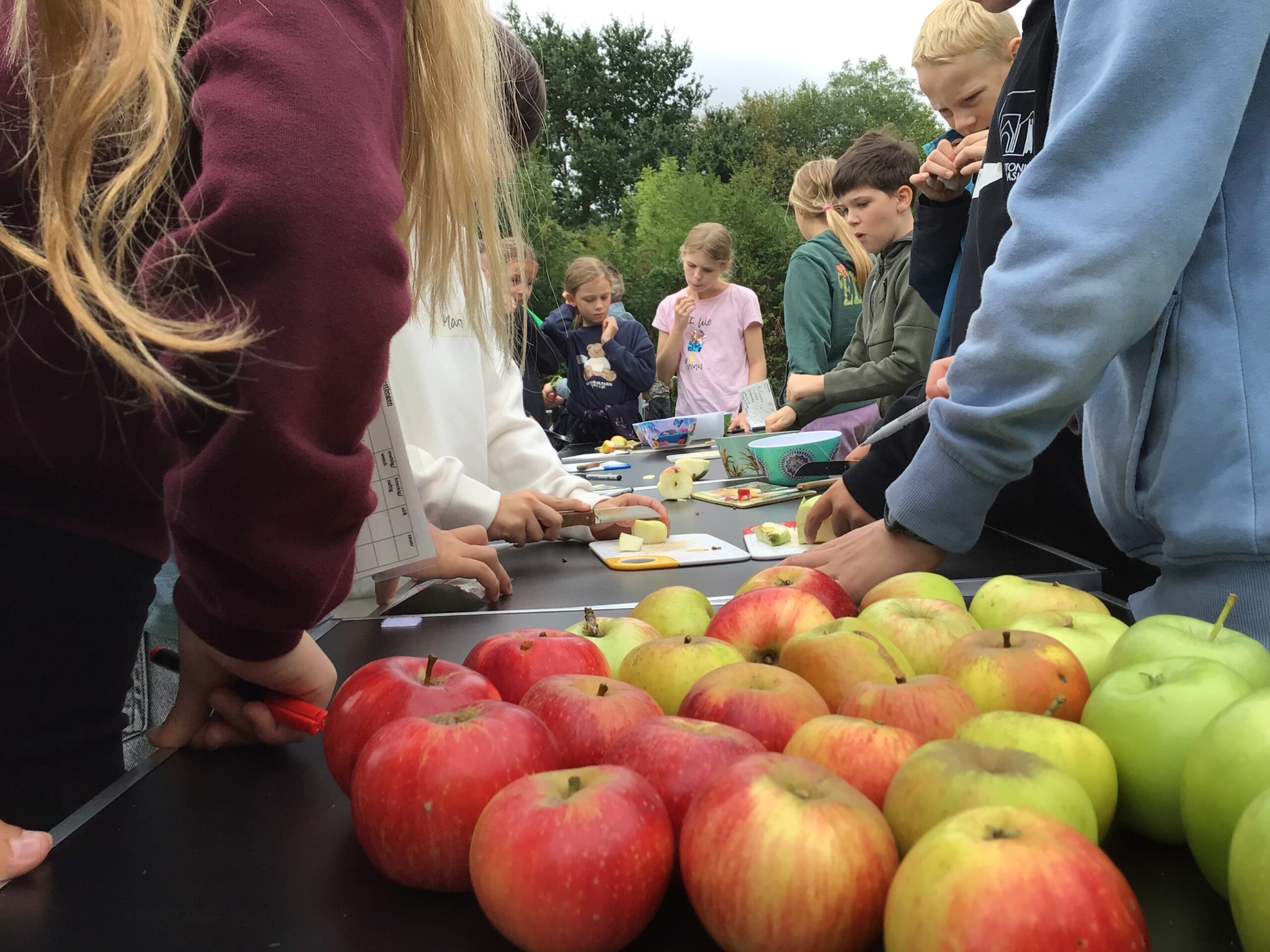 Mit Begeisterung auf der Streuobstwiese – Jahrgänge 5 und 6 erleben Natur hautnah